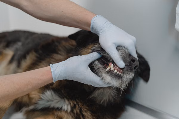 Professional pet vaccination and health checkup service at a veterinary clinic in BTM Layout, Bangalore